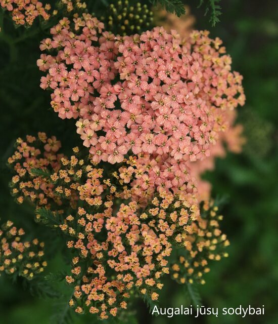 Paprastoji kraujažolė (Achillea millefolium) 'Salmon Beauty'